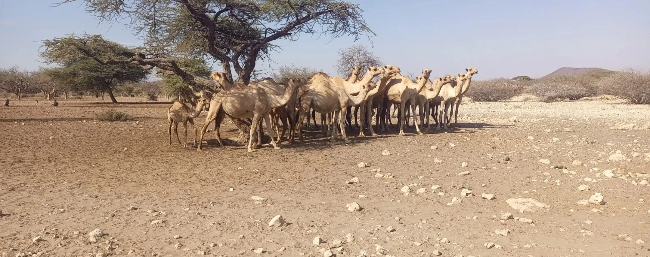 Harmonizing agricultural extension curricula for dryland livestock systems